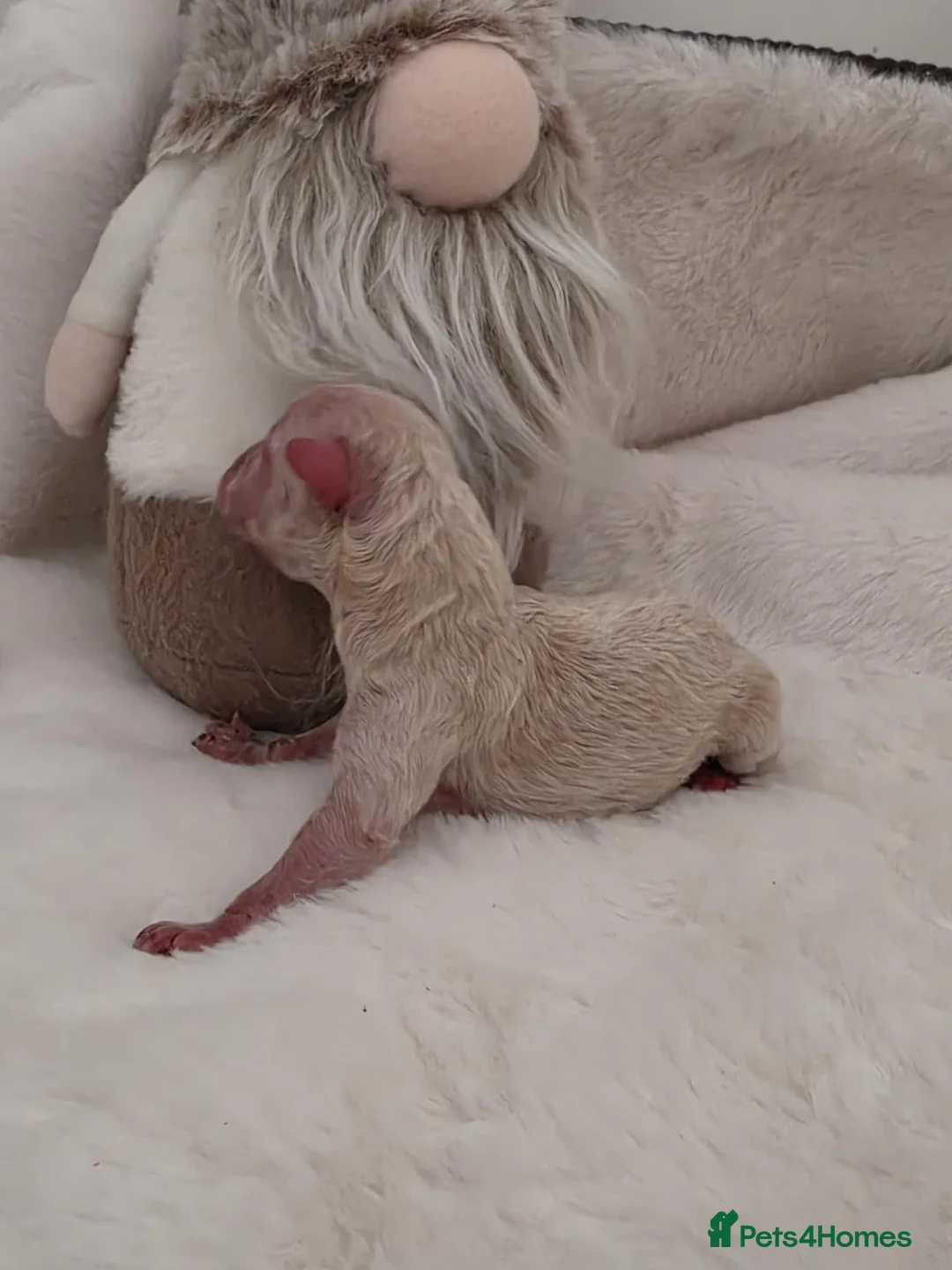 Maltipoo dogs for sale: Stunning✨rare Maltipoos  - Advert 8