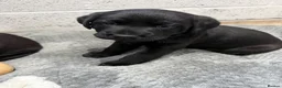 Labrador Retriever dogs for sale: Black Labrador Puppies in Swadlincote - Advert 7