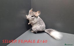 Chinchilla rodents for sale: STUNNING BABIES CHINCHILLA MIX COLOURS AND GENDER  - Image 5