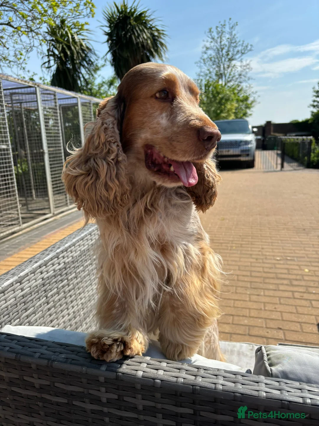Cocker Spaniel dogs for sale: 5 Stunning Show Cocker Spaniel Pups  - Advert 21