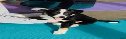 Border Collie dogs for sale: Gorgeous Handsome Tri colour Border Collie male  - Advert 2