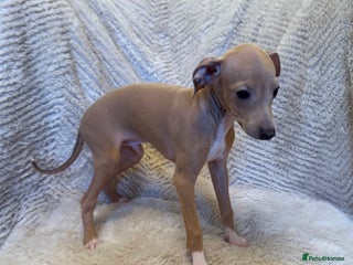 Italian Greyhound dogs KC Champion lines ⭐️ Italian Greyhound puppies - Advert 8