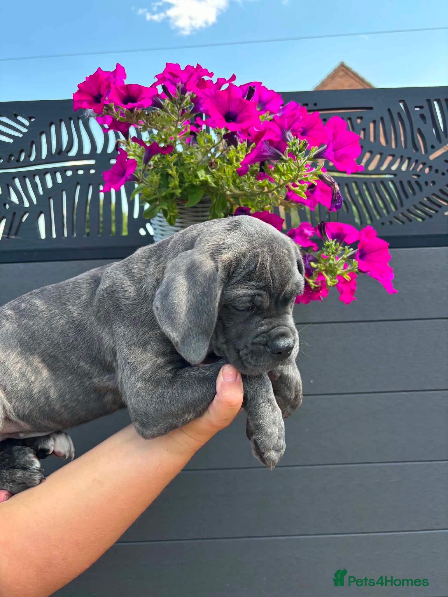 Cane Corso dogs Now ready to leave!🥰 - Advert 1