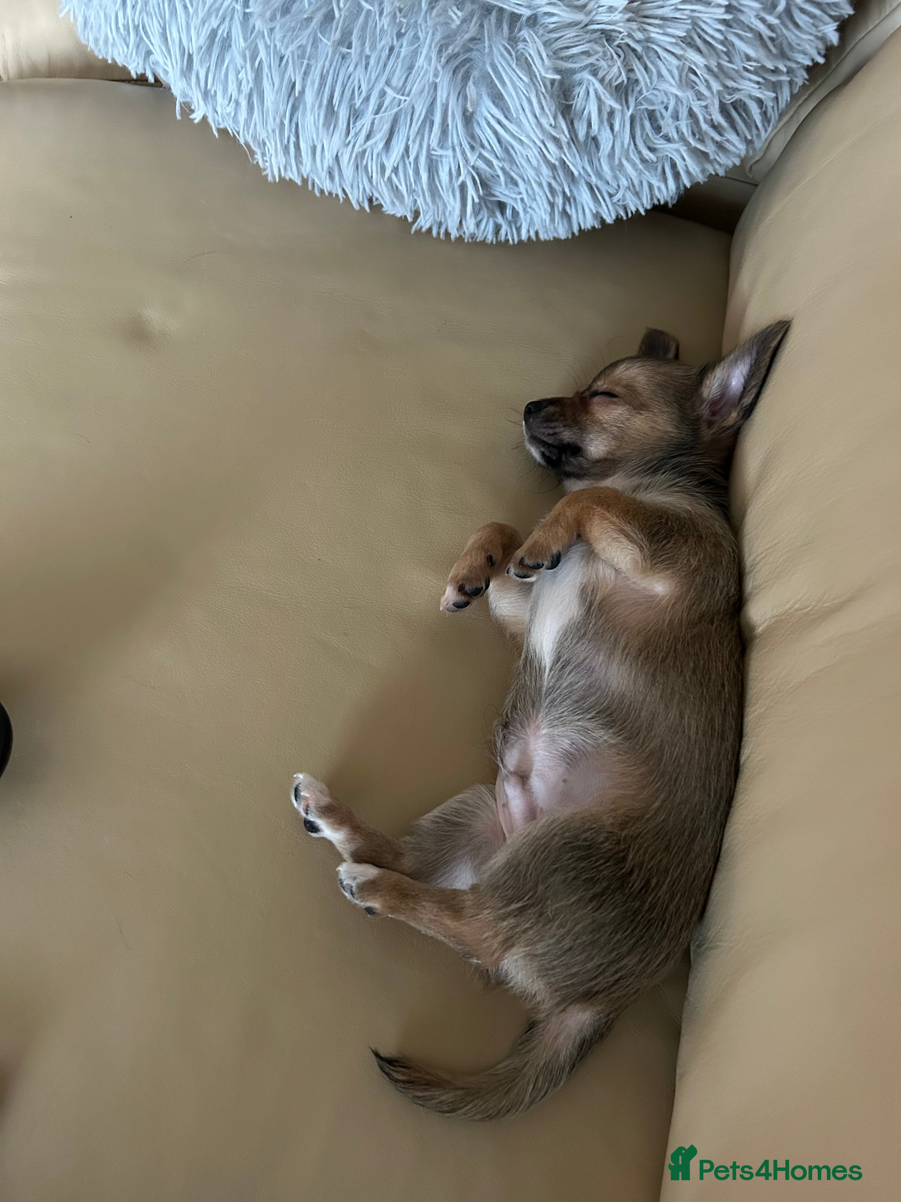 Chihuahua dogs Adult  **  Chihuahua Boy - Advert 2