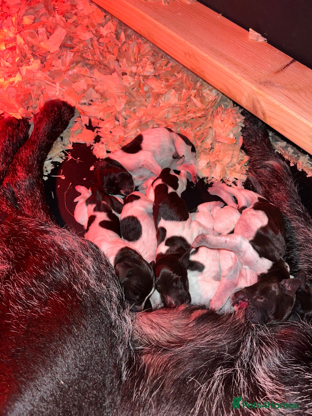 German Wirehaired Pointer dogs for sale: Litter born Monday 22nd, 5 boys, 2 girls left, - Image 3