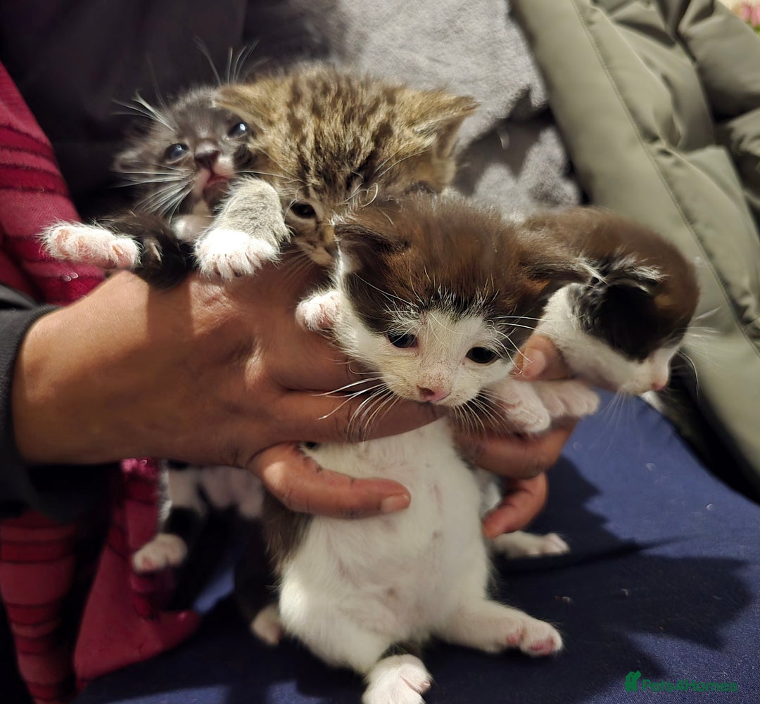 Bengal cats for sale: Beautiful BengalxBlack BengalxHimalayan Kittens - Advert 1