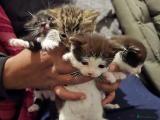 Bengal cats Beautiful BengalxBlack BengalxHimalayan Kittens - Advert 1