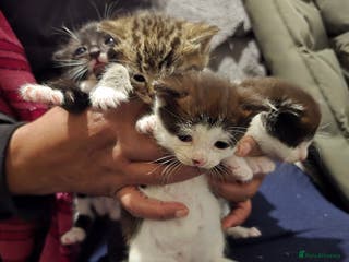 Bengal cats Beautiful BengalxBlack BengalxHimalayan Kittens - Advert 16