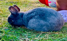 Netherland Dwarf rabbits for sale: Male netherland dwarf  - Image 1