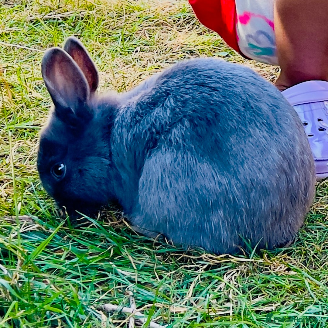 Netherland Dwarf rabbits for sale: Male netherland dwarf  - Image 1