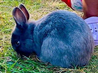 Netherland Dwarf rabbits - Advert 1