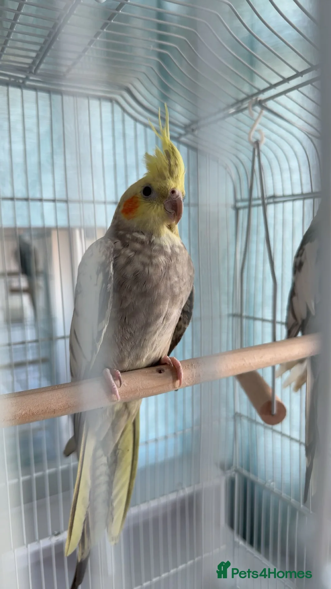 Cockatiels birds for sale: Cockatiels for Sale - Please Read Description - Advert 5