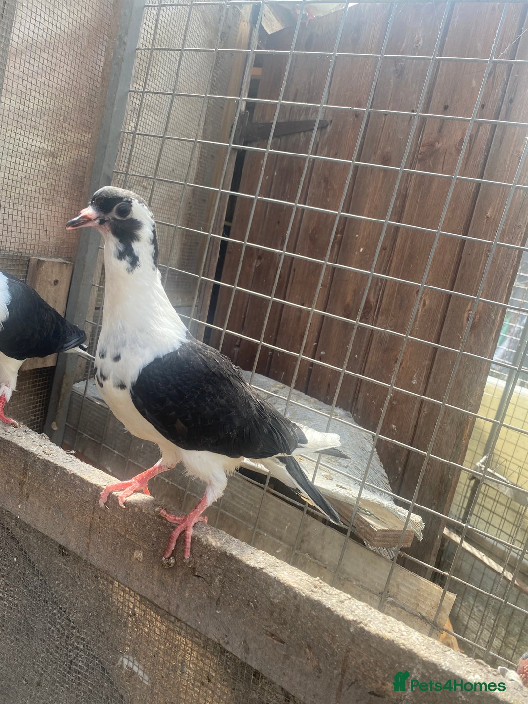 Chickens poultry for sale: Beautiful cock, Pigeon,Quail,H-egg,priceseparate  in Barking - Image 14