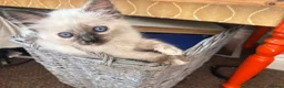 Ragdoll cats for sale: Gorgeous Ragdoll Kittens - Advert 20