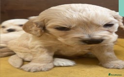 Mixed Breed dogs for sale: Golden doodle x Cocker Spaniel puppies  - Image 5