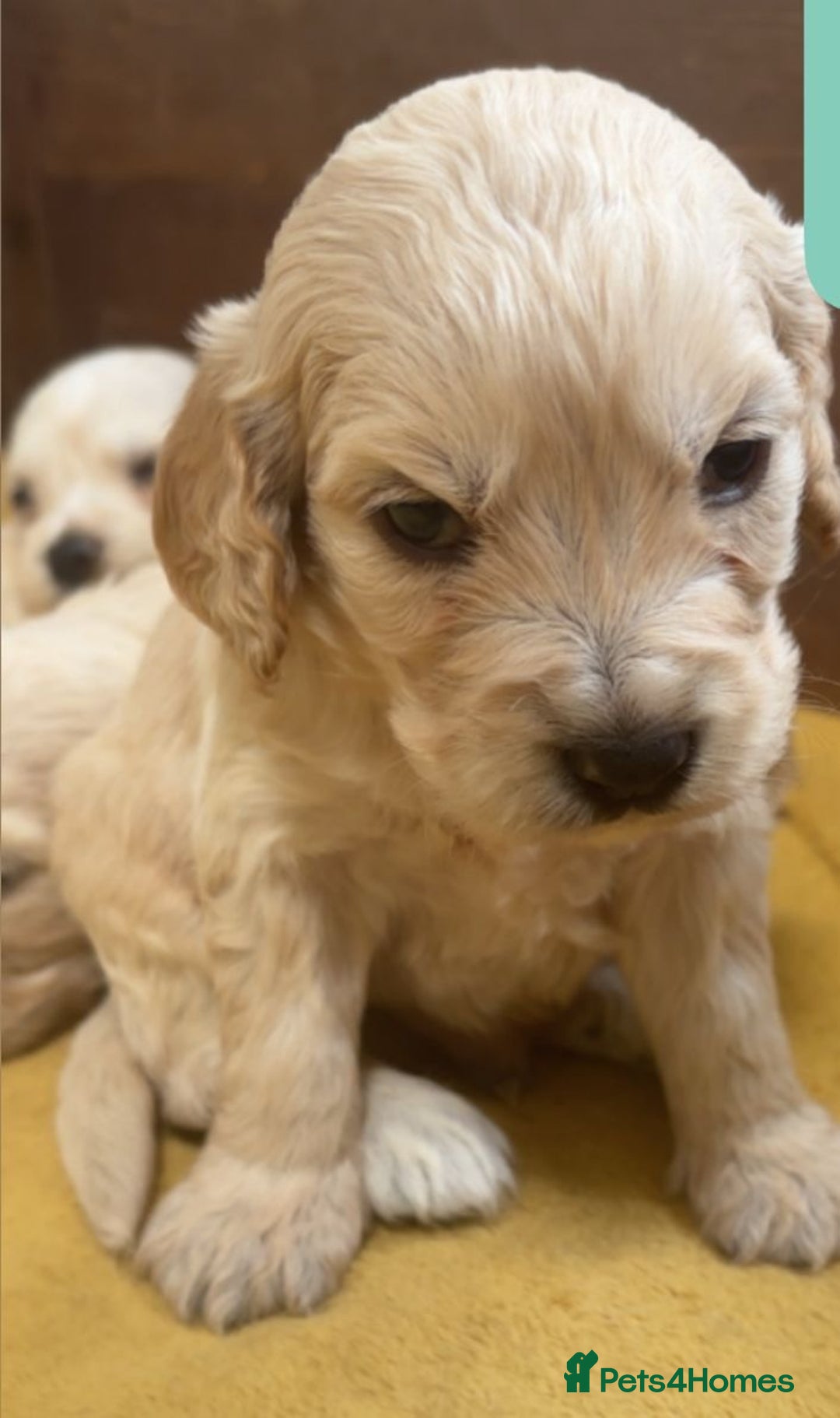 Mixed Breed dogs for sale: Golden doodle x Cocker Spaniel puppies  - Image 5