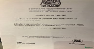 Mixed Breed cats MOON -BOY THAT WANTS A HOME AGAIN - NEUTERED- - Advert 9