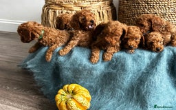 Miniature Poodle dogs for sale: 🐾 Beautiful KC 🦊 Red Miniature Poodle Puppies 🐾 - Image 3