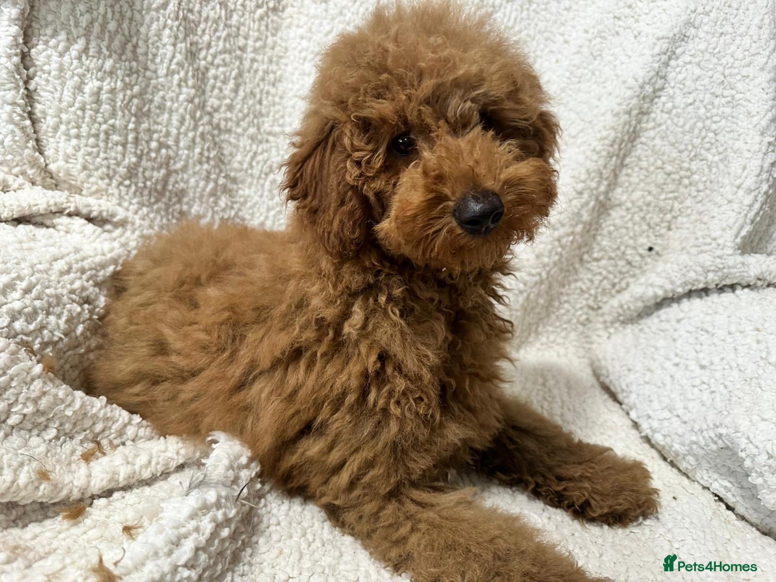 Toy Poodle dogs Red toy poodle boy - Advert 3