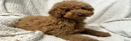 Toy Poodle dogs for sale: Red toy poodle boy - Advert 1