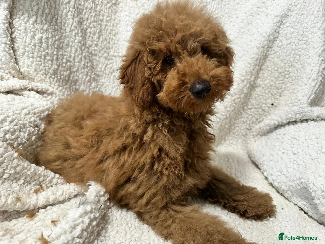 Toy Poodle dogs for sale: Red toy poodle boy - Advert 1