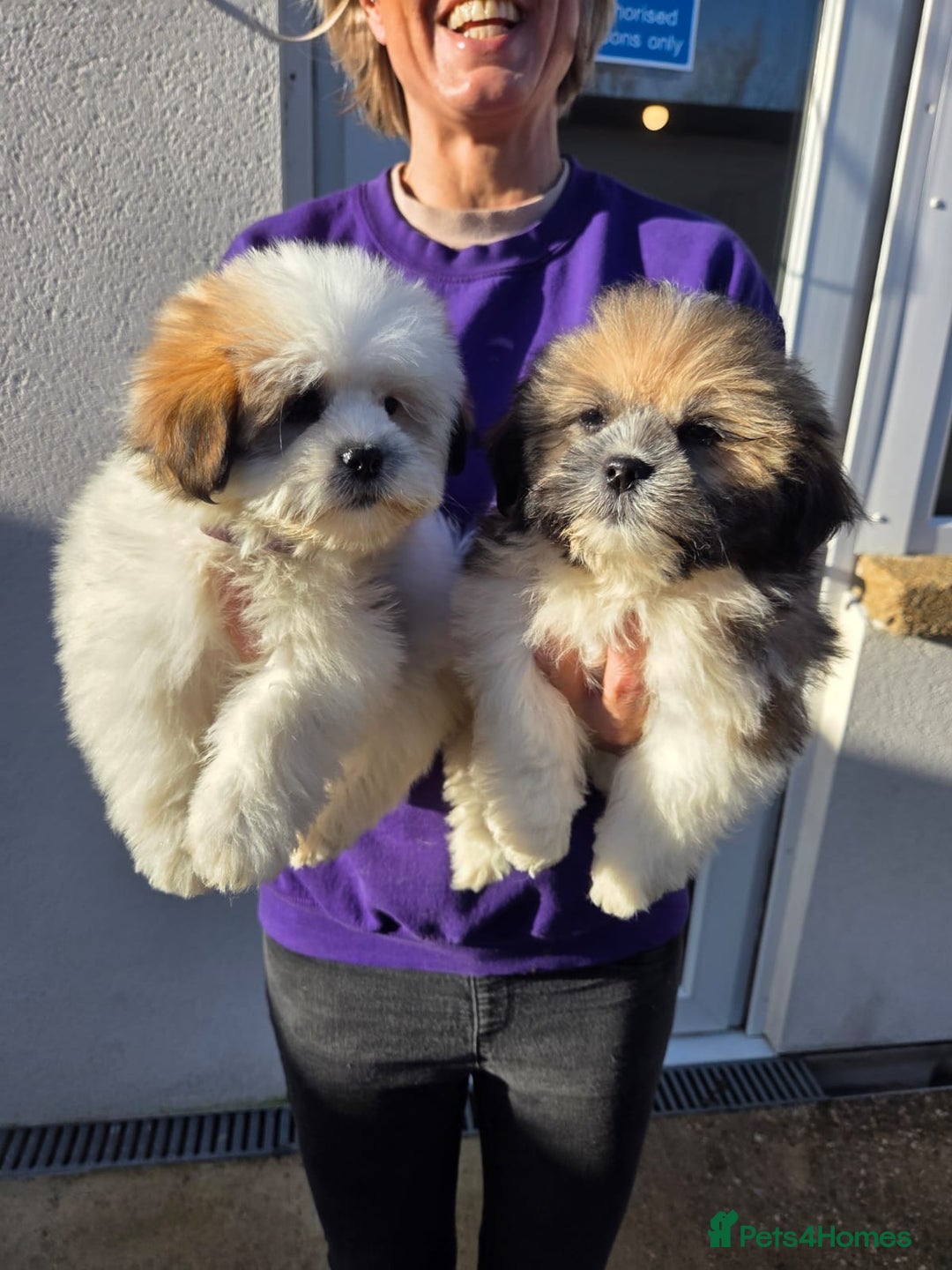 Lhasa Apso dogs for sale: Lhasa Apso Puppies - Advert 4