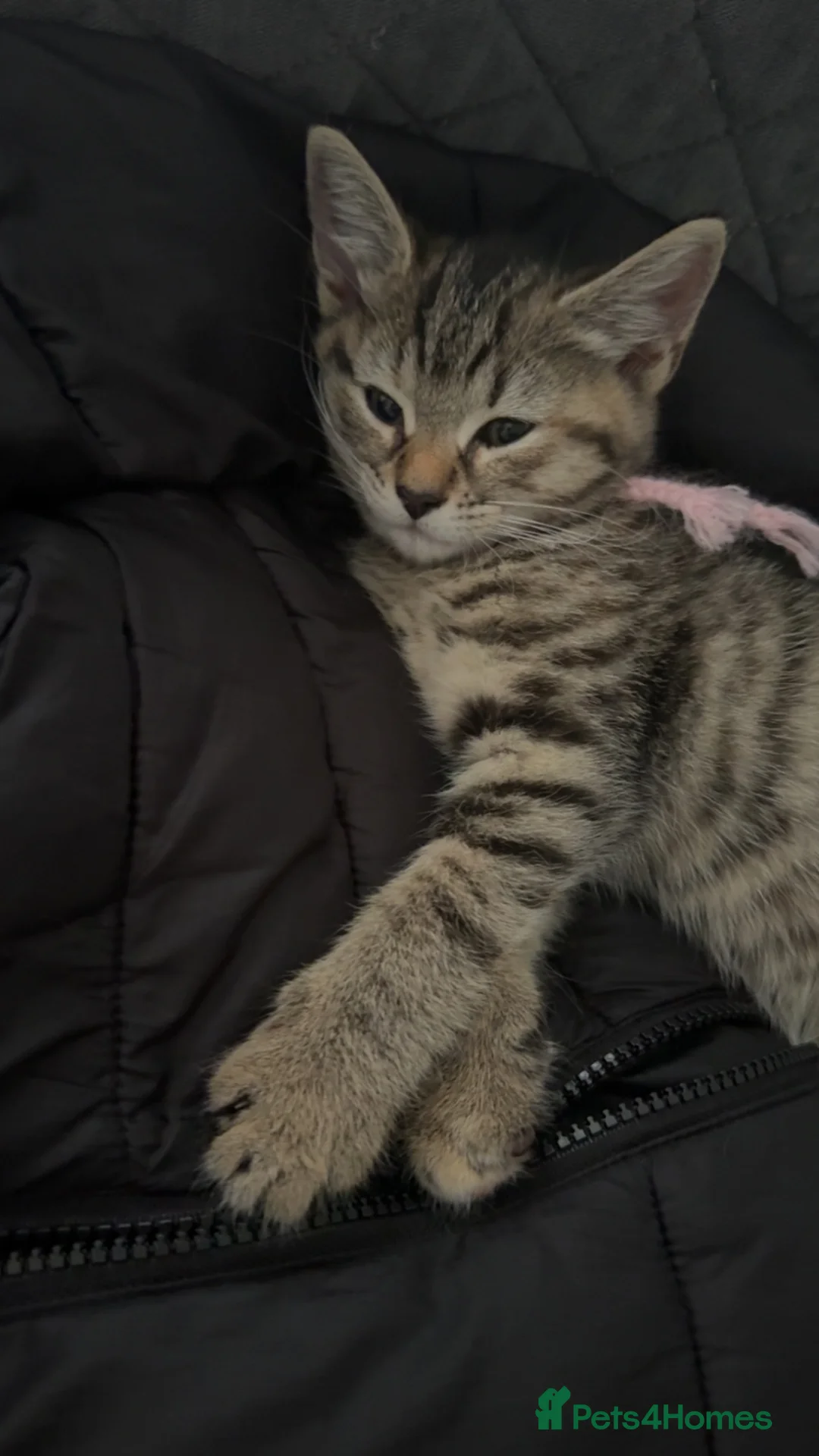 Domestic Shorthair cats for sale: Beautiful female kitten  - Advert 2