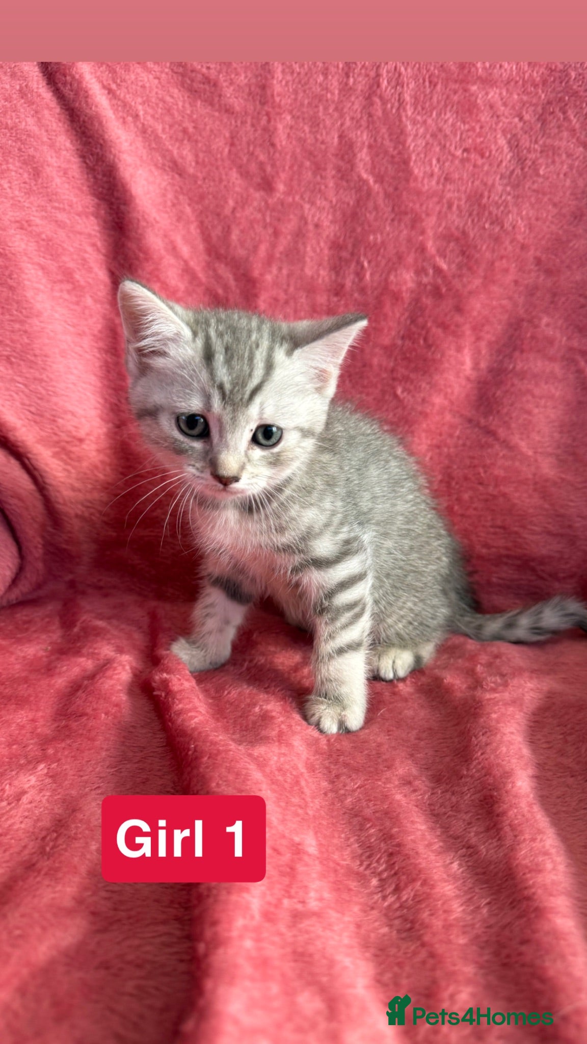 British Shorthair cats Bsh cross ragdoll kittens READY NOW! - Advert 1