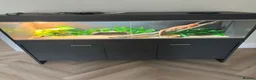 Dragon reptiles for sale: Bearded dragon  in Sunbury-on-Thames - Advert 3