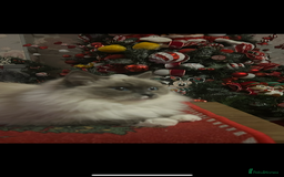 Maine Coon cats for sale: Maine coon x ragdoll  - Image 9