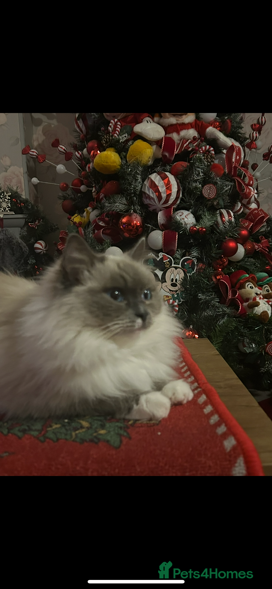 Maine Coon cats for sale: Maine coon x ragdoll  - Image 9