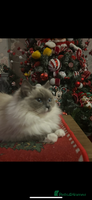 Maine Coon cats - Advert 1