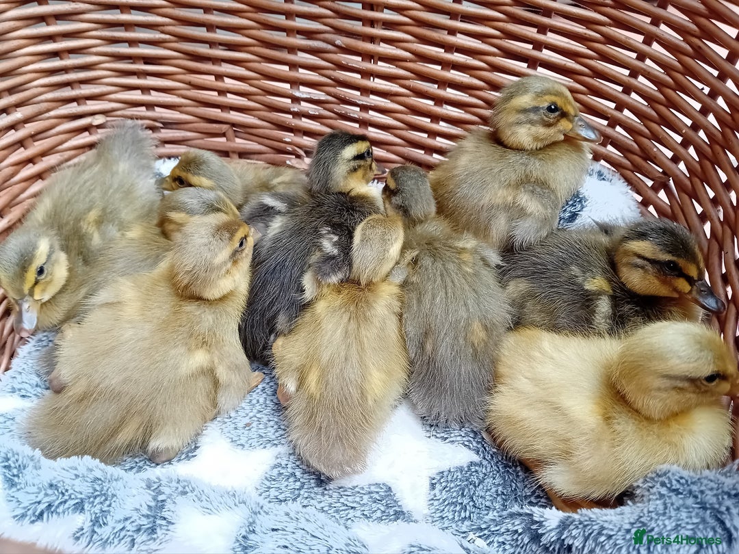 Ducks poultry for sale: Apricot and Mallard Indian Runner Ducklings - Image 2