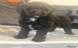Labradoodle dogs for sale: Ralphie stunning mini/ toy labradoodle - Image 1