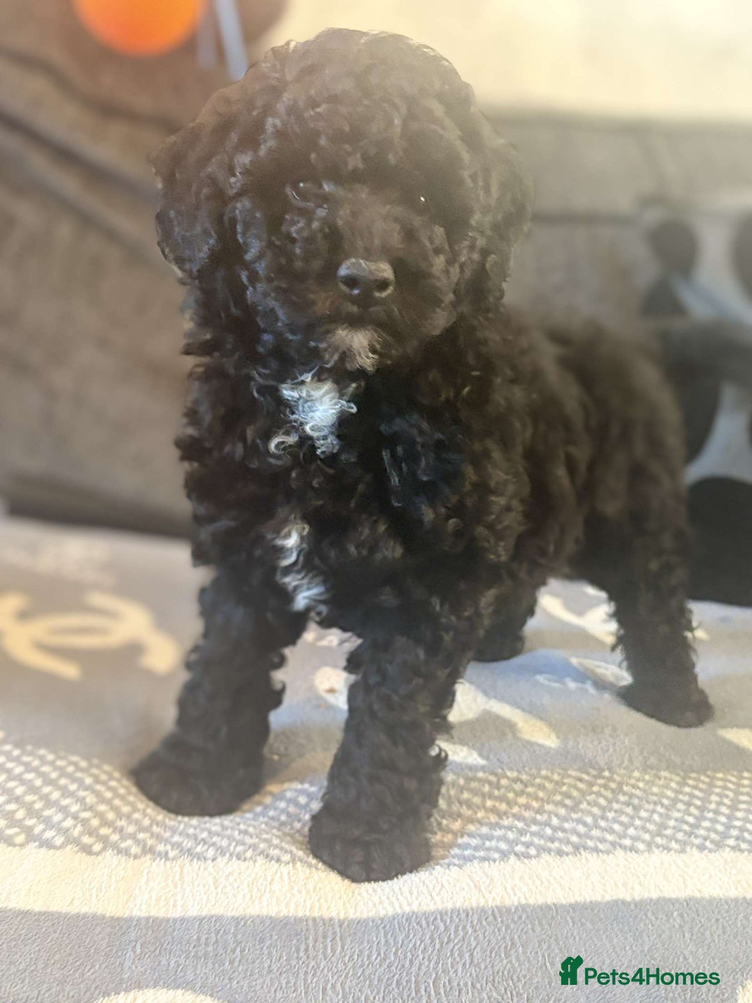 Labradoodle dogs for sale: Ralphie stunning mini/ toy labradoodle - Image 1