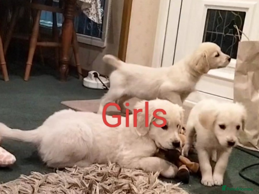 Golden Retriever dogs for sale: GOLDEN RETRIEVER PUPS - Advert 7