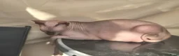 Sphynx cats for sale: A pair of sphynx - Advert 8