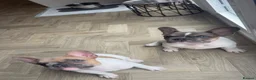 French Bulldog dogs for sale: French Bulldog Puppies for Rehoming in Abergele - Advert 4