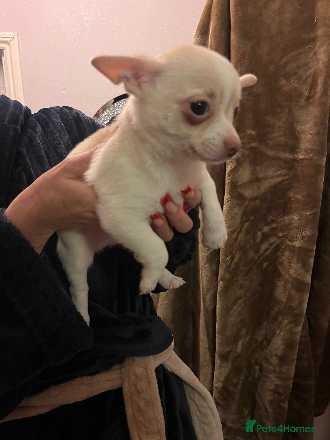 Chihuahua dogs for sale: Two male chihuahuas  - Advert 15