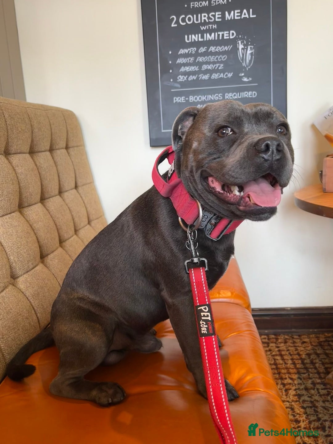 Staffordshire Bull Terrier dogs for stud: KC Registered Blue Staffy Stud–DNA Clear–Proven - Image 5