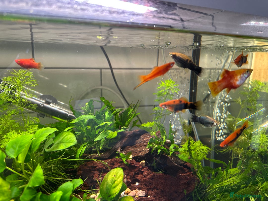 Shrimps fish for sale: Multiple fish & shrimp, please see description  - Image 10