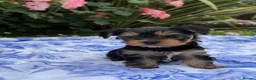 Yorkshire Terrier dogs for sale: Kc registered Yorkshire terrier puppies - Advert 22