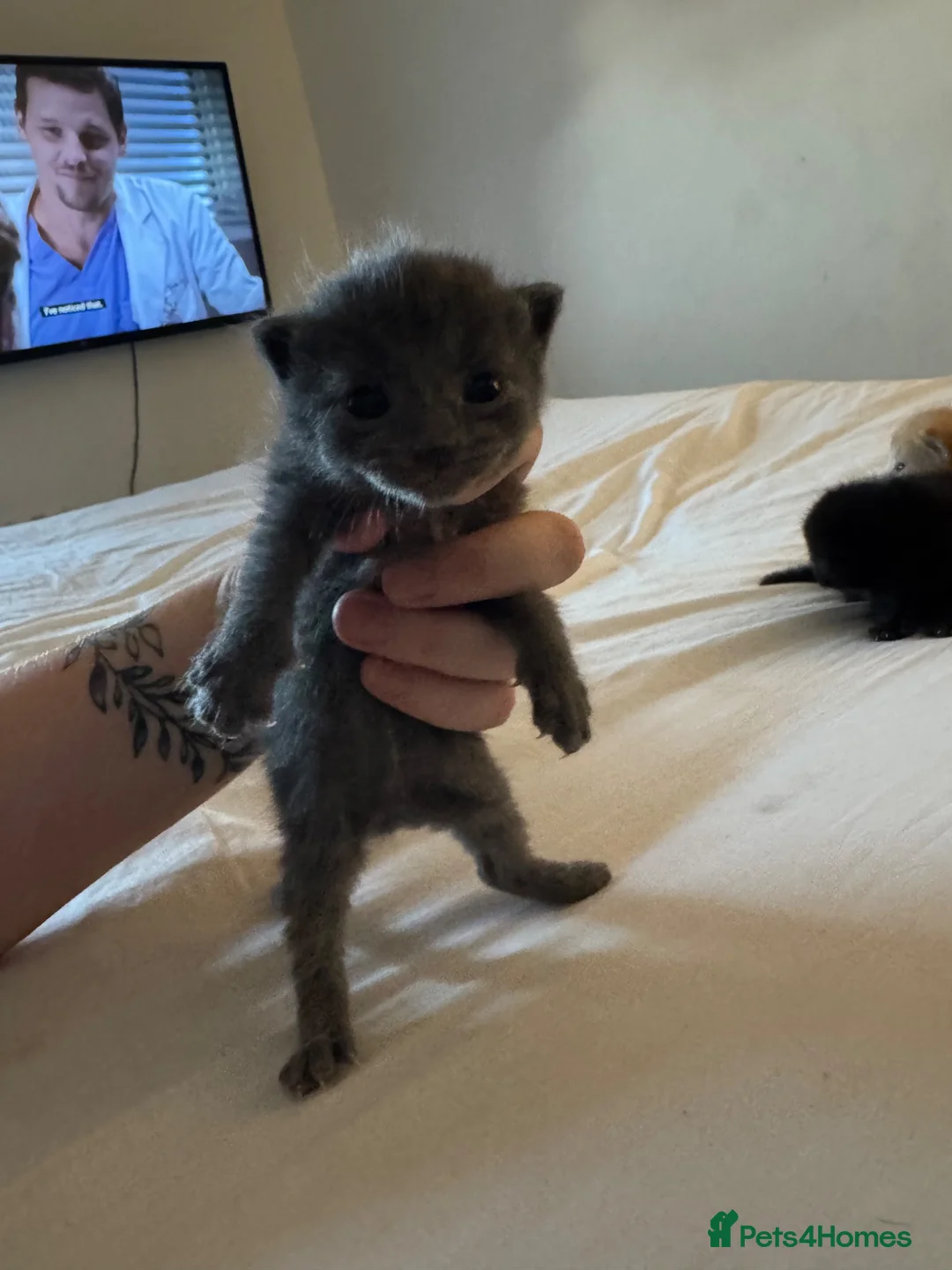 British Longhair cats for sale: Grey female  - Advert 2