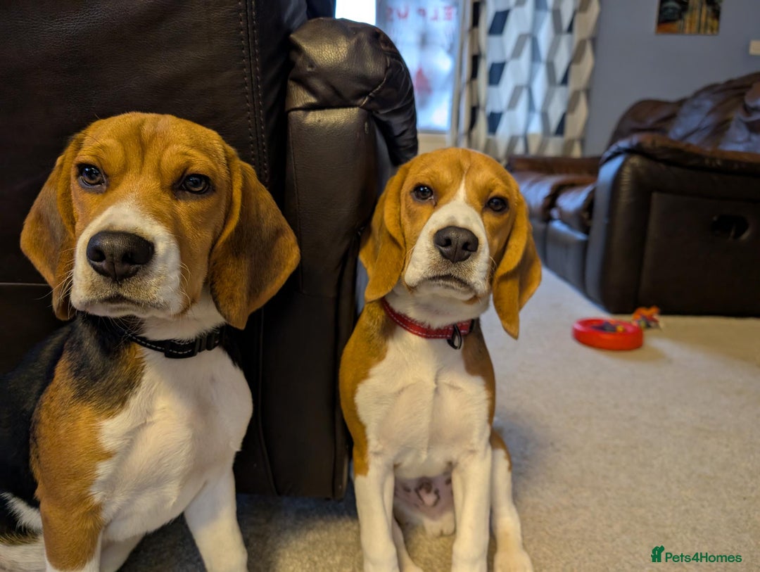 Beagle dogs for sale: 7-Month-Old Tri-Colour Male Beagles. - Advert 1