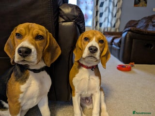 Beagle dogs 7-Month-Old Tri-Colour Male Beagles. - Advert 2