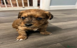 Jackapoo dogs for sale: Adorable Jackapoo puppies for sale !!!! - Image 28
