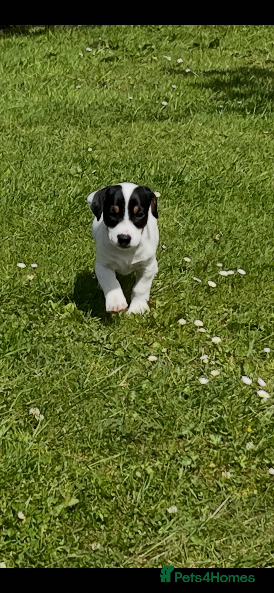 Jack Russell dogs jack russell puppies  - Advert 1