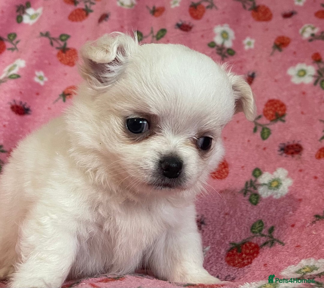 Chihuahua dogs for sale: White long coat Chihauhau Pups - Image 10
