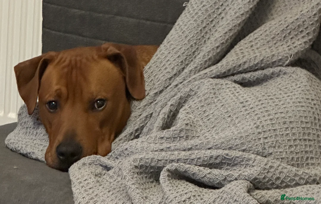 Mixed Breed dogs for sale: Doberman and Doberman x staffy  - Advert 16