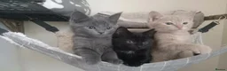 Maine Coon cats for sale: Maine coon kittens ready for new homes  in Carlisle - Advert 6